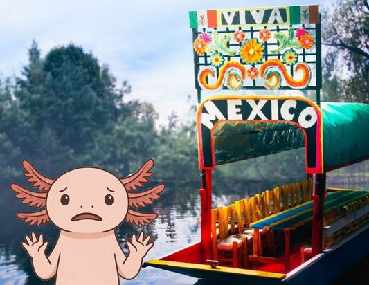 ¿Por qué se encuentra en peligro de extinción el ajolote?
