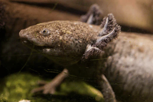 5 Razones por las que el Ajolote es un Superhéroe de la Naturaleza (5 Min.)