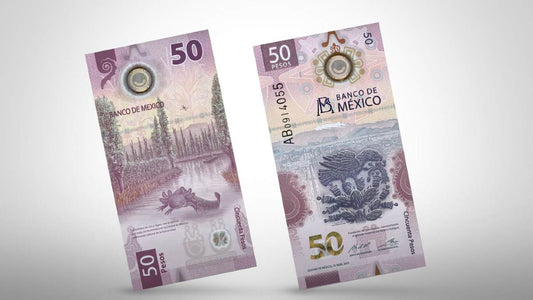 Gordita, la ajolote del billete de 50 pesos y su hogar en el Museo Nacional del Ajolote