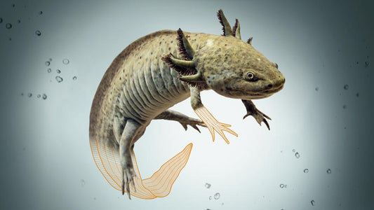 Día del Ajolote: por qué se conmemora y la importancia de protegerlo