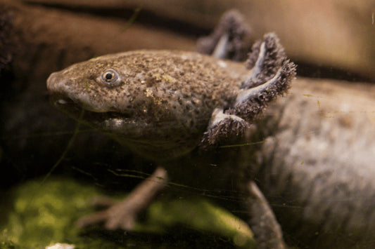 5 Razones por las que el Ajolote es un Superhéroe de la Naturaleza (5 Min.)